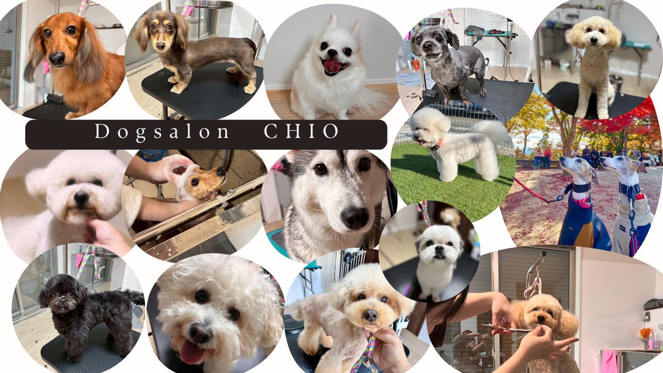 Dog Salon Chio（ドッグサロン　チオ）